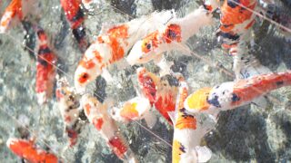 石和温泉「銘石の宿 かげつ」